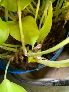 観葉植物を病気からまもるための3つの知識 グリーンテックの観葉植物コンシェルジュ