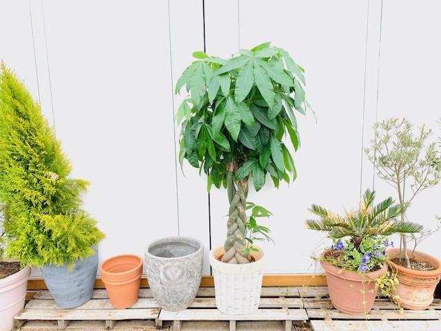簡単お手入れでイキイキ パキラを元気に育てるために必要な6つのこと グリーンテックの観葉植物コンシェルジュ