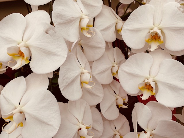 実はとってもシンプル コチョウランを長持ちさせる3つのポイント グリーンテックの観葉植物コンシェルジュ