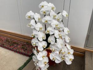 実はとってもシンプル コチョウランを長持ちさせる3つのポイント グリーンテックの観葉植物コンシェルジュ