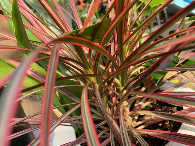 スタイリッシュ系植物のお手入れは5つのコツで簡単 完璧 ドラセナ コンシンネ編 グリーンテックの観葉植物コンシェルジュ
