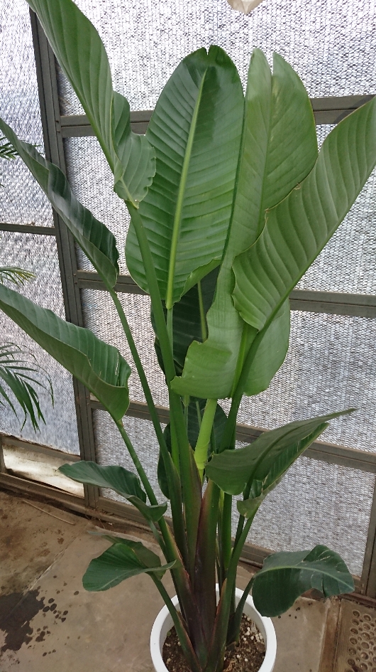 日常に癒しを求めている方必見 マイナスイオンが多く出る植物5選 グリーンテックの観葉植物コンシェルジュ