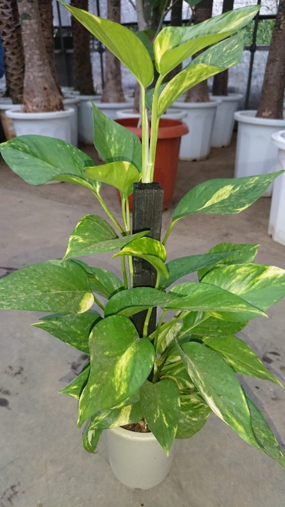 日常に癒しを求めている方必見 マイナスイオンが多く出る植物5選 グリーンテックの観葉植物コンシェルジュ