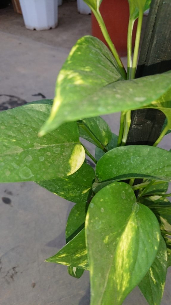 日常に癒しを求めている方必見 マイナスイオンが多く出る植物5選 グリーンテックの観葉植物コンシェルジュ