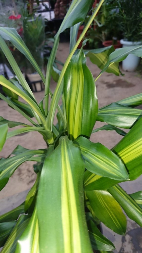 日常に癒しを求めている方必見 マイナスイオンが多く出る植物5選 グリーンテックの観葉植物コンシェルジュ