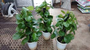 手間なく癒されたい方必見 月2回の水やりで生き生き育つ観葉植物セレクション グリーンテックの観葉植物コンシェルジュ