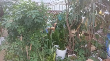 暗くたってヘッチャラ！暗所でも育つ植物8選