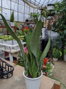 マイナスイオン生成no 1のサンスベリアってどんな植物 グリーンテックの観葉植物コンシェルジュ