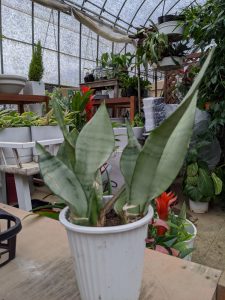 マイナスイオン生成no 1のサンスベリアってどんな植物 グリーンテックの観葉植物コンシェルジュ