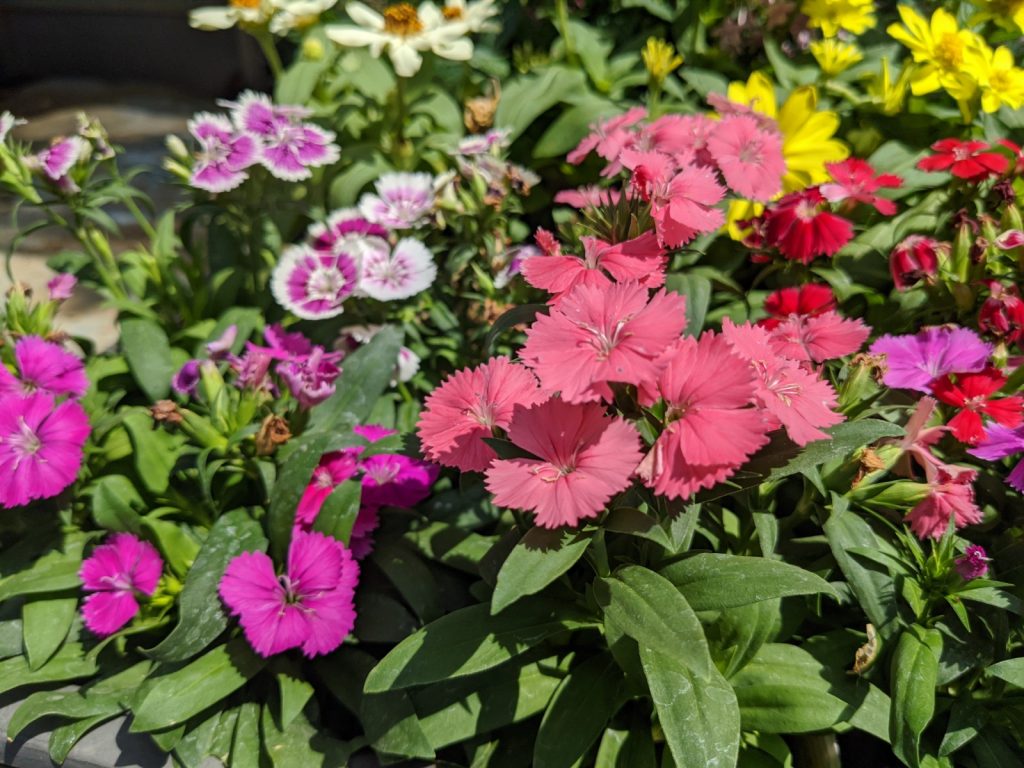 植物に発生する厄介な害虫ランキングベスト5 グリーンテックの観葉植物コンシェルジュ