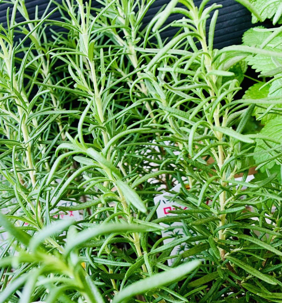いい香り 芳香がする草花たち 5選 グリーンテックの観葉植物コンシェルジュ