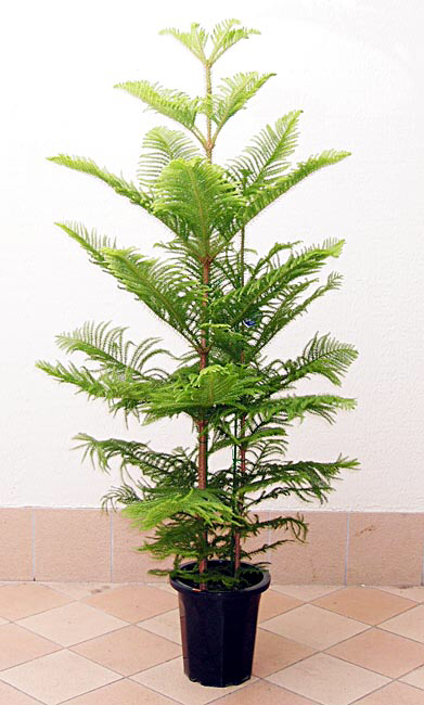クリスマスムード満点 観葉植物とクリスマスフラワー6選 グリーンテックの観葉植物コンシェルジュ