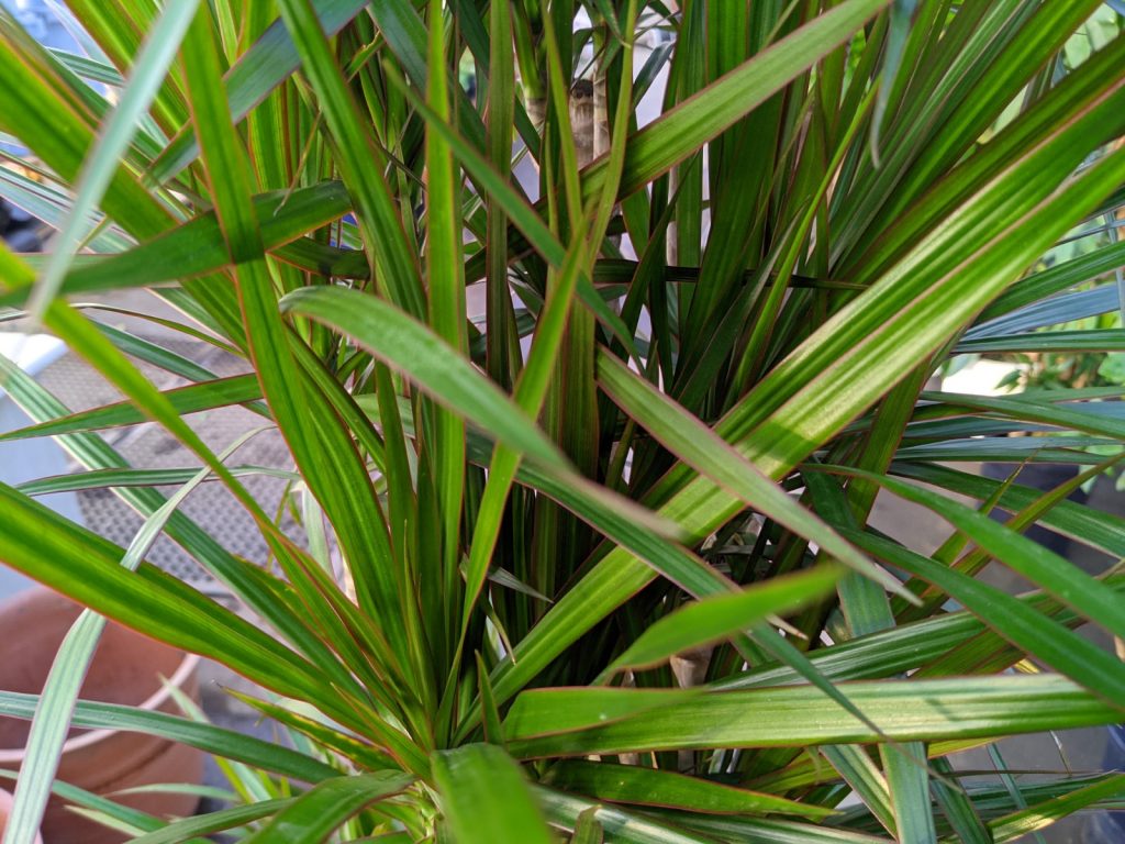 ドラセナ コンシンネという観葉植物知っていますか グリーンテックの観葉植物コンシェルジュ