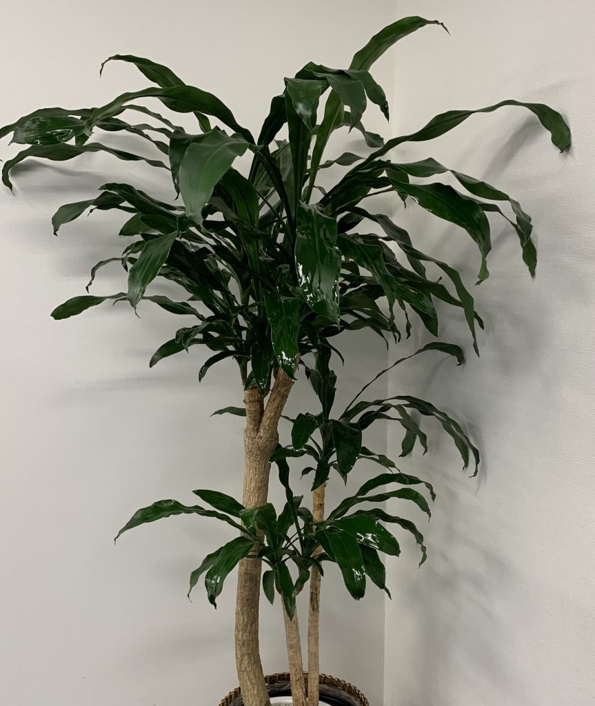 保存版 おすすめ観葉植物 ドラセナ 5選 グリーンテックの観葉植物コンシェルジュ