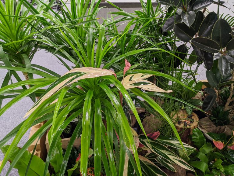 自分にあった育てやすい観葉植物を見つけよう 人気の観葉植物7選 グリーンテックの観葉植物コンシェルジュ