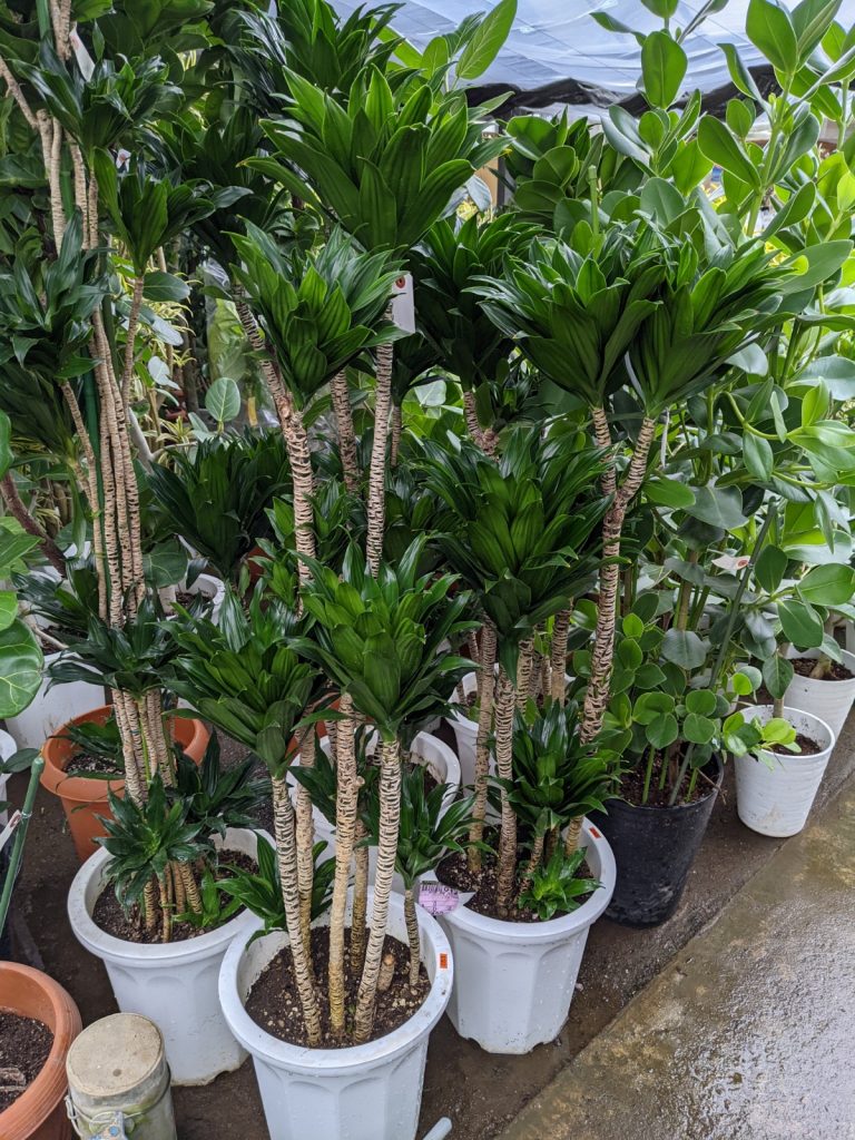 自分にあった育てやすい観葉植物を見つけよう 人気の観葉植物7選 グリーンテックの観葉植物コンシェルジュ