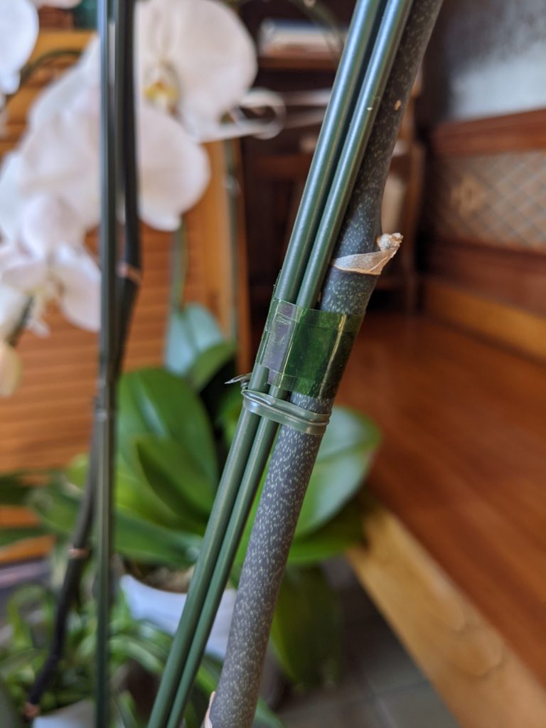 保存版 胡蝶蘭をもう一度咲かせるために必要なこと グリーンテックの観葉植物コンシェルジュ