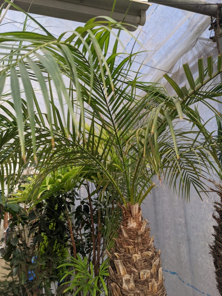 この一鉢で南国気分満載 フェニックスロベレニーを育てよう グリーンテックの観葉植物コンシェルジュ