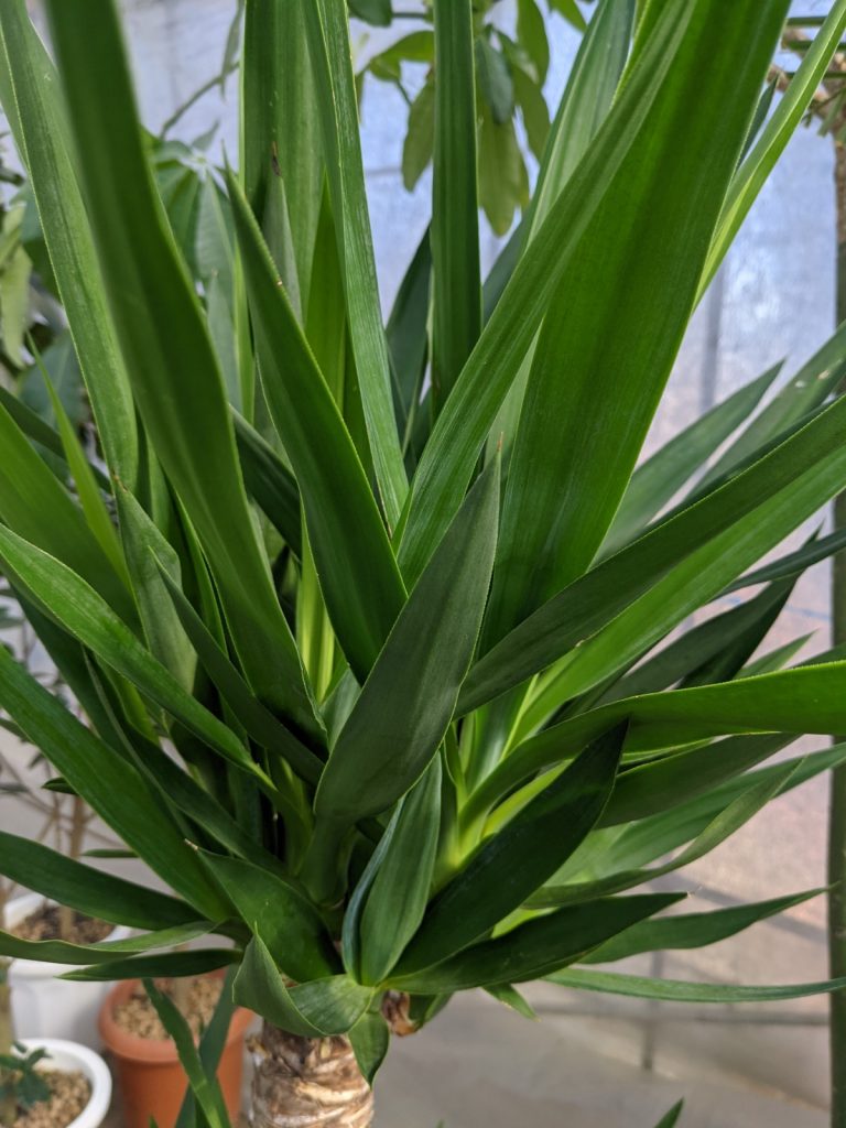 ユッカとマッサンゲアナ 見た目が似てるけどっちが育てやすいの グリーンテックの観葉植物コンシェルジュ
