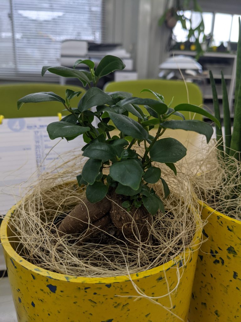 別名キムジナ とも締め殺しの木とも呼ばれている植物ってなんだか知っていますか グリーンテックの観葉植物コンシェルジュ