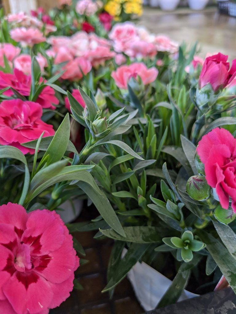 母の日にカーネーションを贈るのってなんで グリーンテックの観葉植物コンシェルジュ
