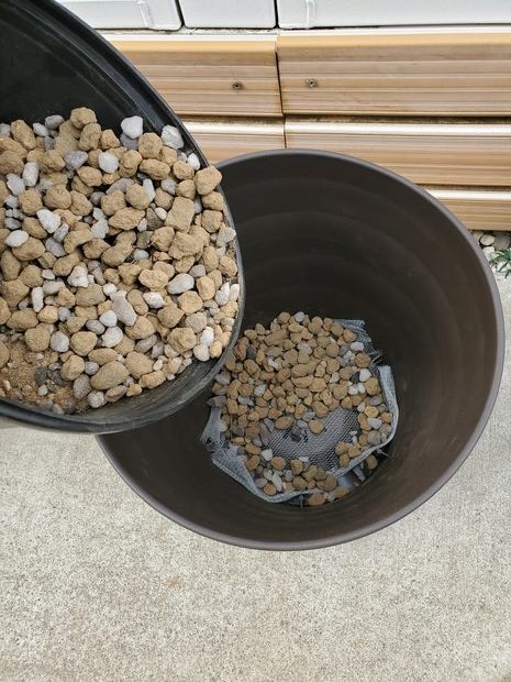 フィカス ウンベラータの植え替えをしてみよう グリーンテックの観葉植物コンシェルジュ