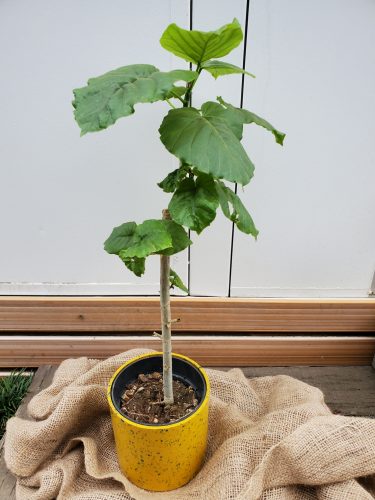 フィカス・ウンベラータの植え替えをしてみよう！
