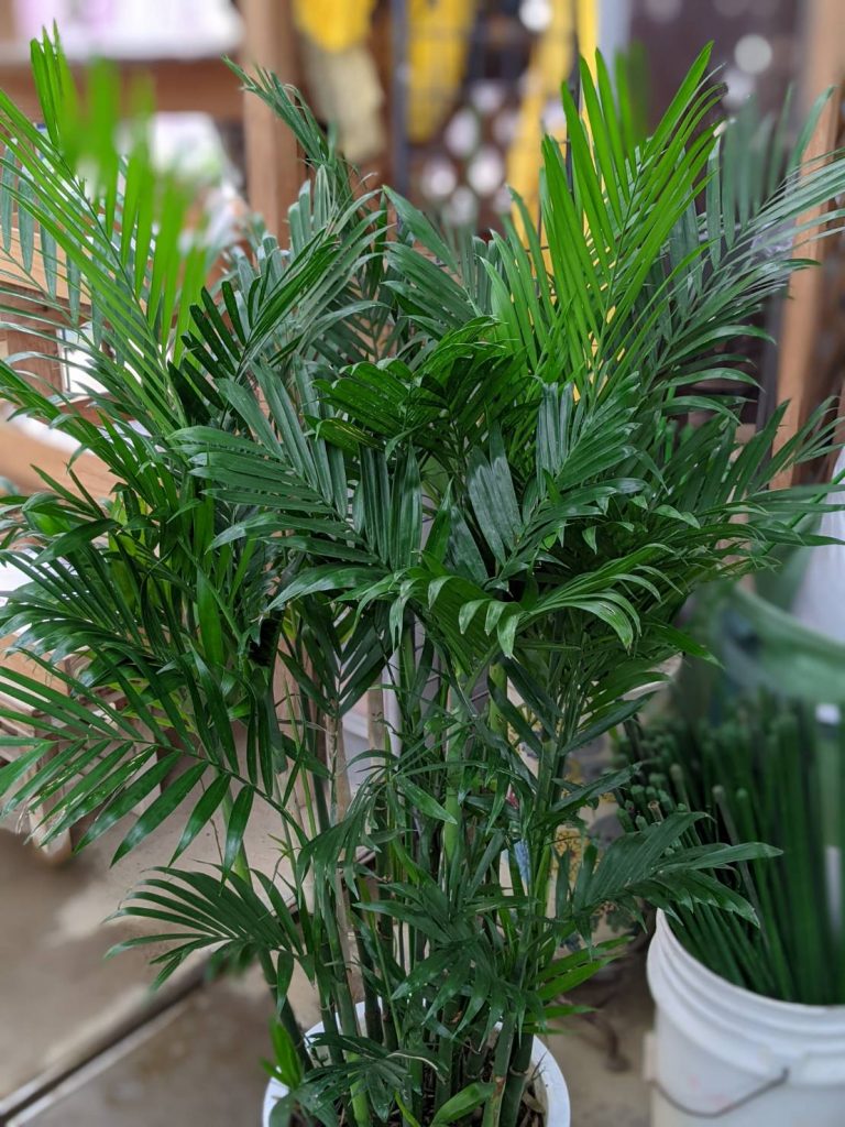 竹なの 実はヤシ科のセフリジ グリーンテックの観葉植物コンシェルジュ