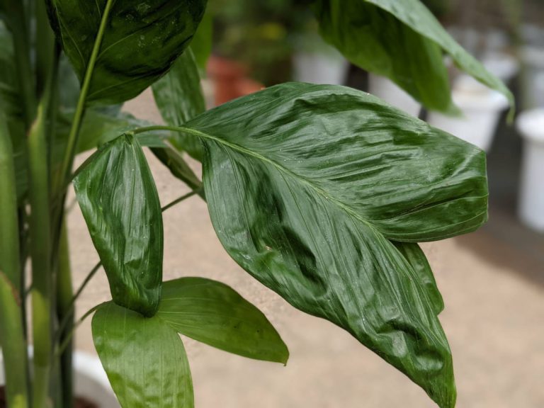 光沢感のあるヤシ科 コウセイチャメ グリーンテックの観葉植物コンシェルジュ