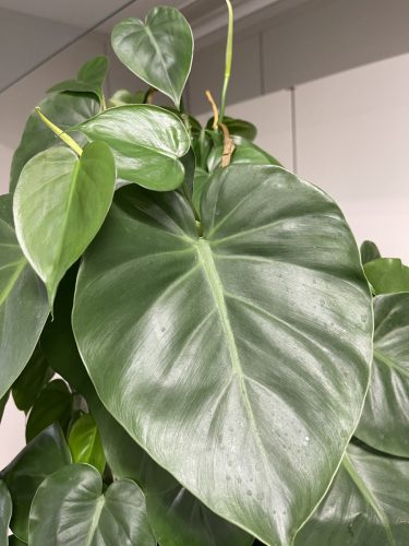 フィカス ウンベラータの植え替えをしてみよう グリーンテックの観葉植物コンシェルジュ