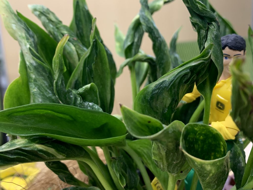 ポピュラーだけど奥深い観葉植物 ポトス グリーンテックの観葉植物コンシェルジュ