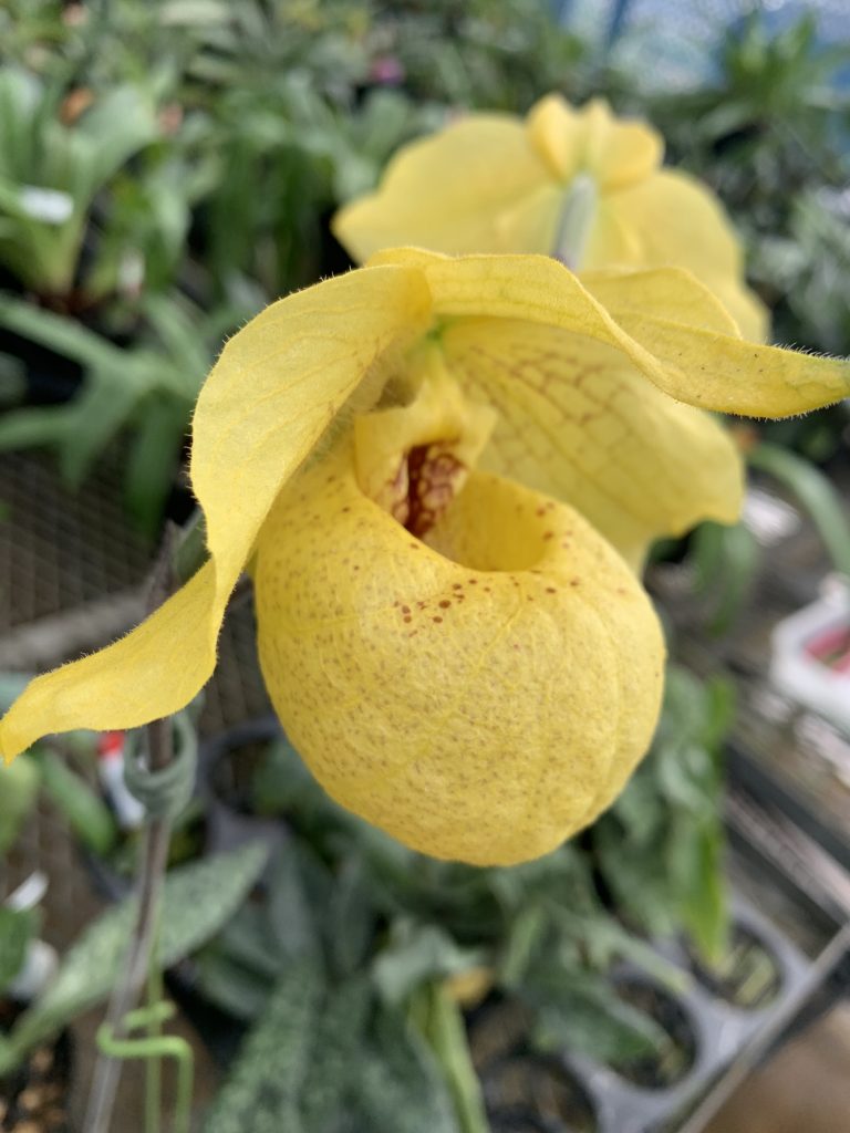 これ食虫植物？実は洋ランのパフィオペディラム - グリーンテックの