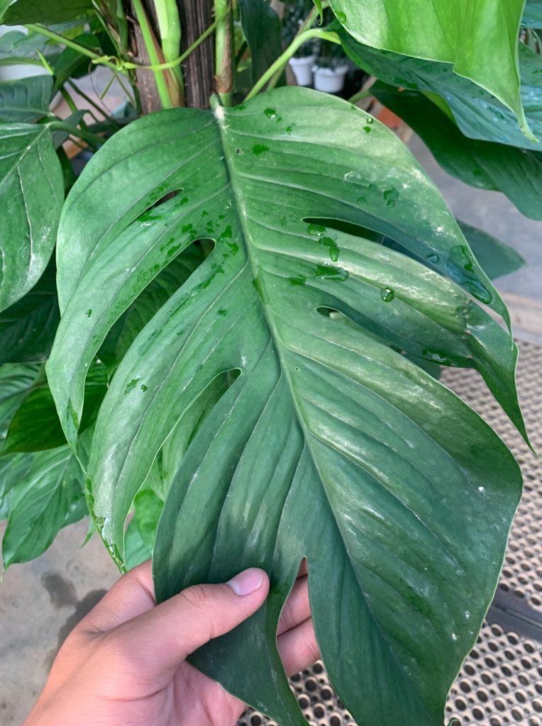 これはモンステラ 見間違え多発のマングーカズラ グリーンテックの観葉植物コンシェルジュ