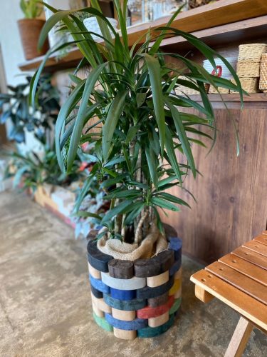 もう枯らさない 室内用の観葉植物の育成に必要な5つの知識 グリーンテックの観葉植物コンシェルジュ