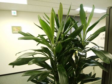 植物に発生する厄介な害虫ランキングベスト5 グリーンテックの観葉植物コンシェルジュ