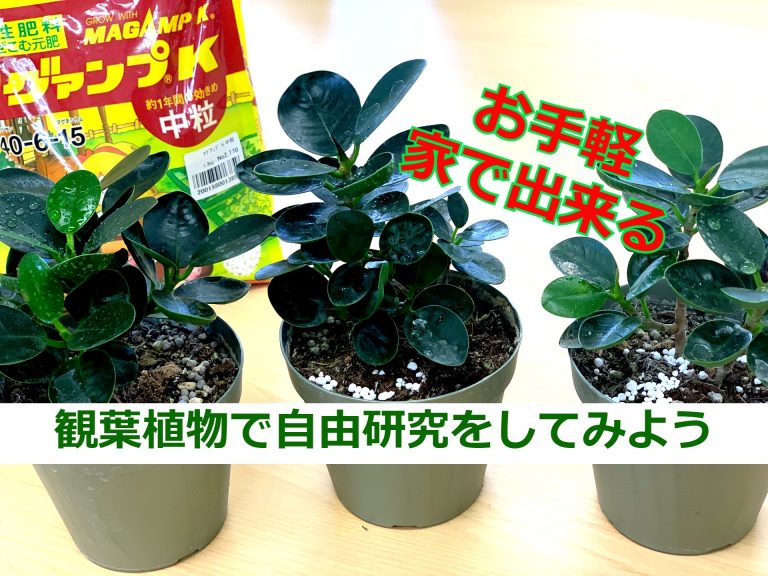 観葉植物で自由研究ってできる 簡単な自由研究のテーマ3選 グリーンテックの観葉植物コンシェルジュ