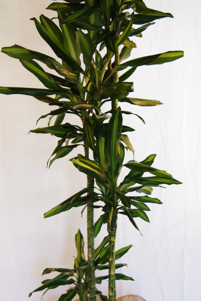 完全版 ドラセナジェレの育て方 水やりひとつで短命に グリーンテックの観葉植物コンシェルジュ