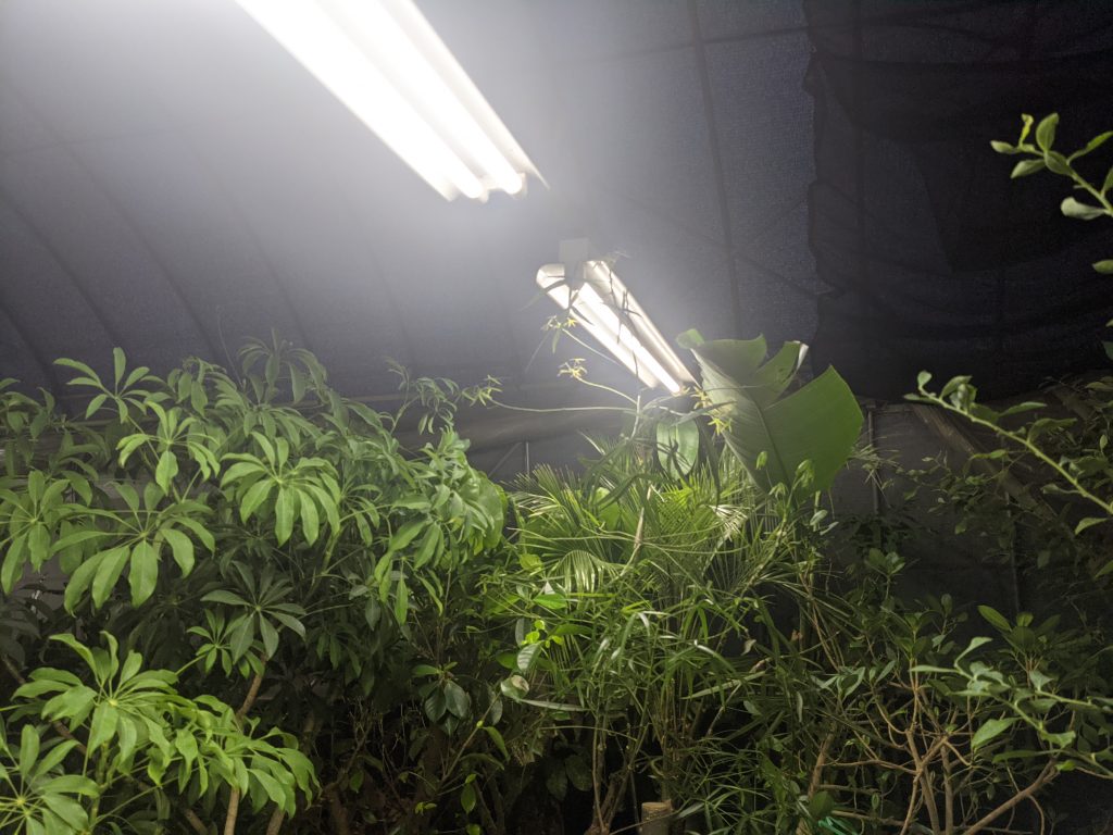 蛍光灯の明かりだけでも大丈夫 植物にとって必要な明るさってどのくらい 日当たりq A グリーンテックの観葉植物コンシェルジュ