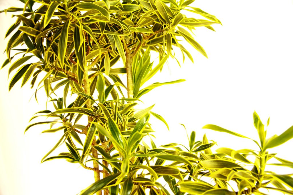 ソングオブインディオの育て方 葉落ちするのは アレ が原因 グリーンテックの観葉植物コンシェルジュ