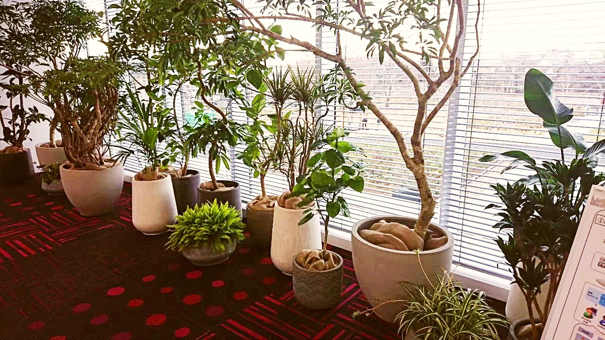 その他観葉植物 mjork 観葉植物をショールームにこんな風に置いてみました。施工事例3選