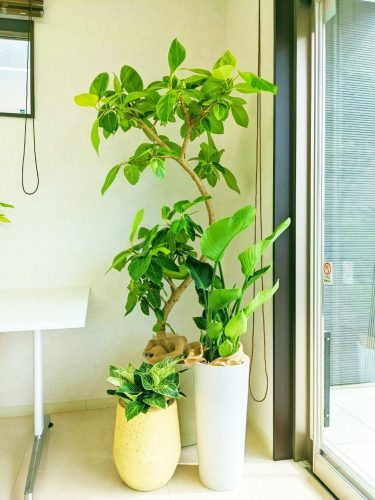 観葉植物をレンタルする前に知っていて欲しいこと～生の植物のあれこれ～