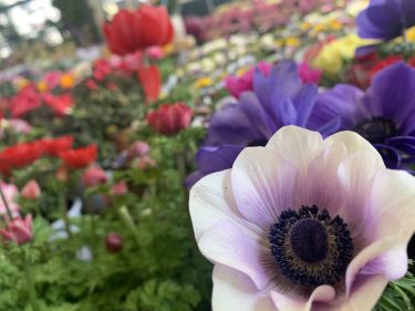 使えなくなった観葉植物のその後はどこに行く？