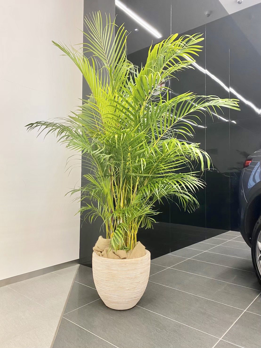 その他観葉植物 / 観葉植物 アレカヤシ M 7号鉢 植物 7号 インテリア 室内 リビング 屋外