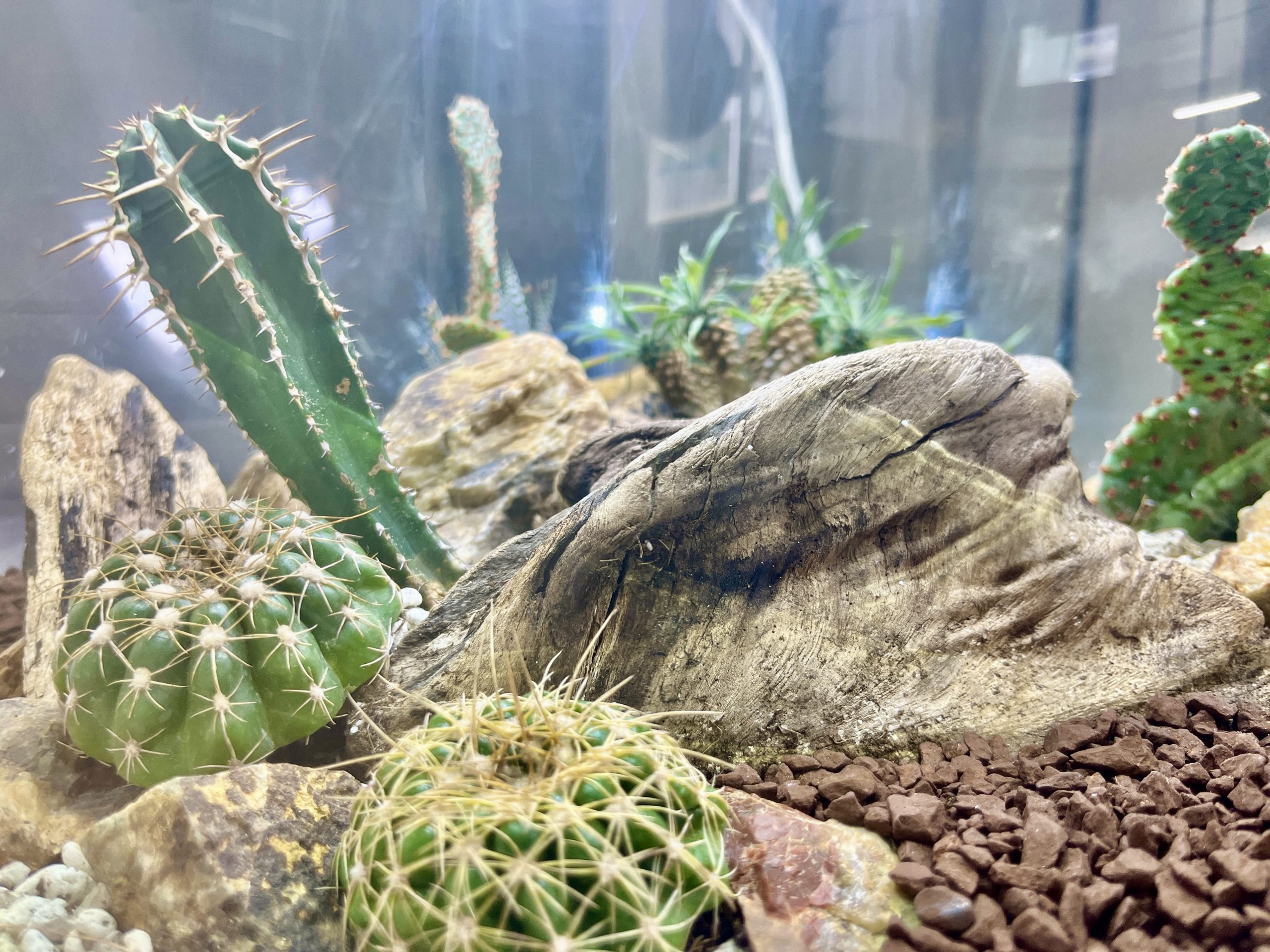 水 が いらない 植物