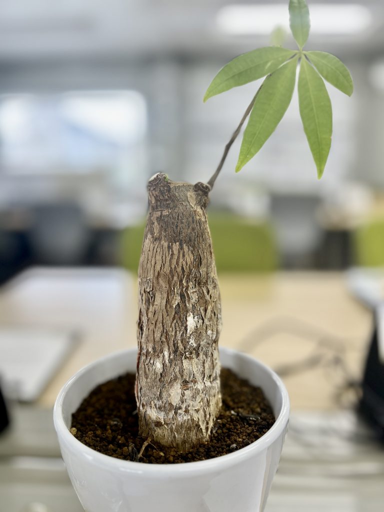 初心者向け】水やり要らず？毎月たった2回の水やりでも元気な観葉植物6
