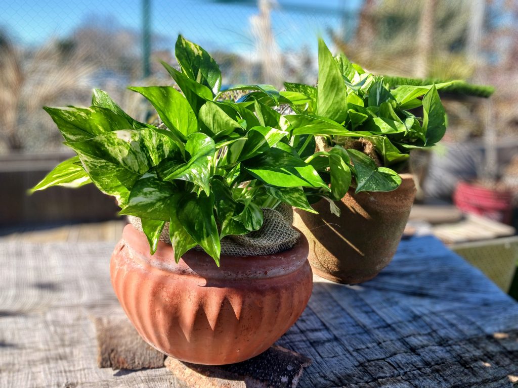 観葉植物です 観葉植物と働き方改革 ～オフィスで自然の力を感じよう～ - グリーン