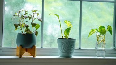 夏の室内、観葉植物もバテ気味！？