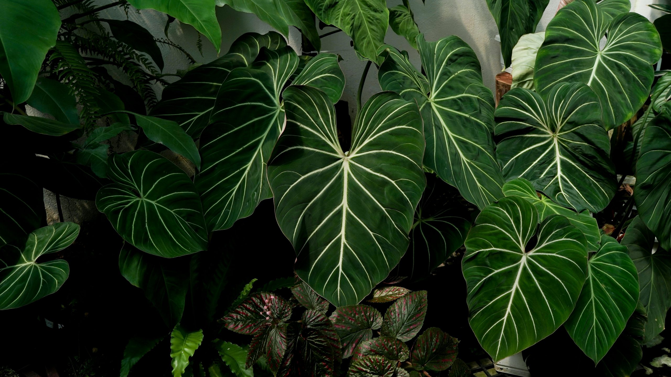 アロイド・斑入り・希少種の世界へようこそ。 - グリーンテックの観葉