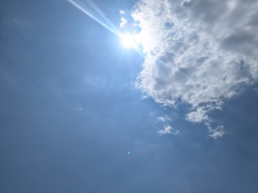 夏の猛暑から観葉植物を守るには？室内の置き場所と管理方法