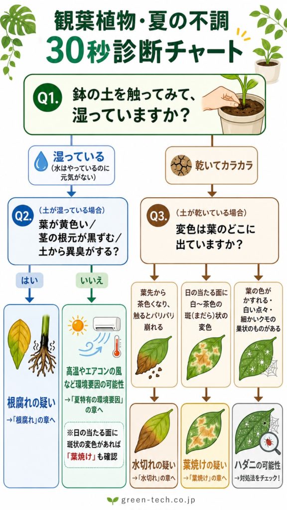 観葉植物が夏に弱る3大トラブル｜葉焼け・水切れ・根腐れの見分け方と